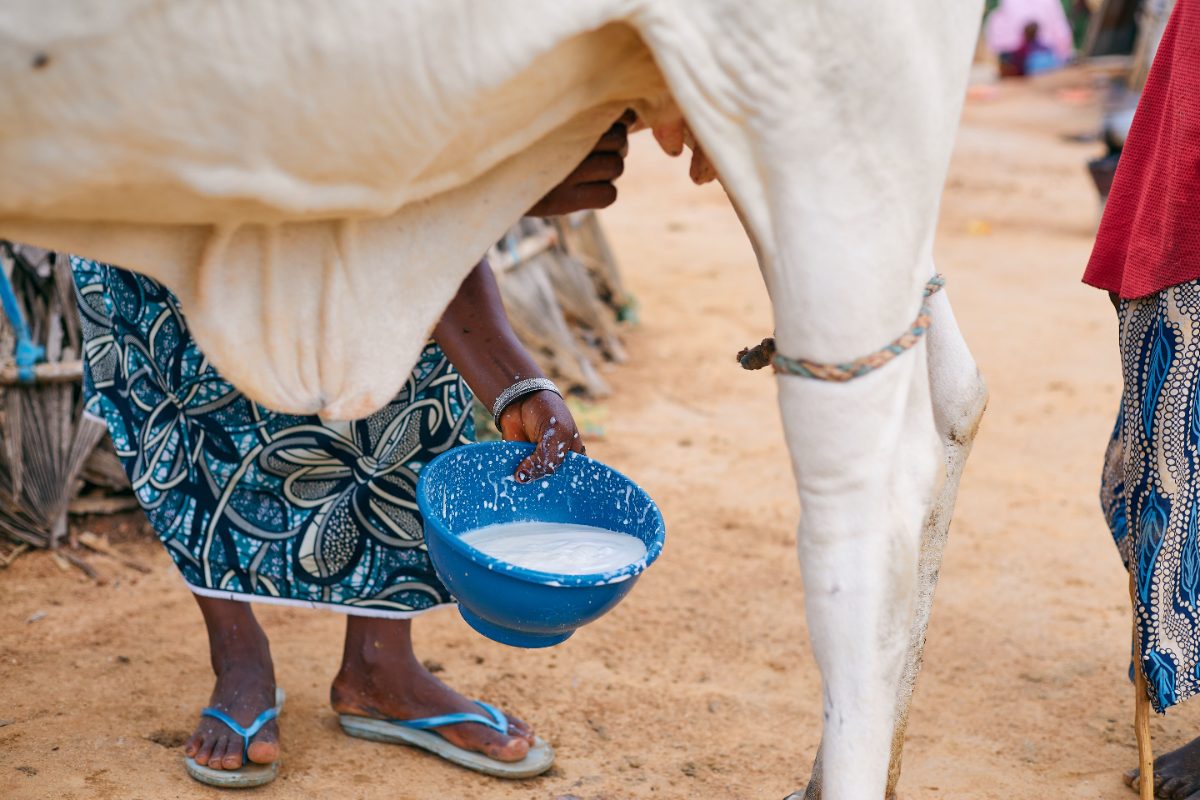Kenyan Milk Economics: Why We Are Paying Dearly for Milk