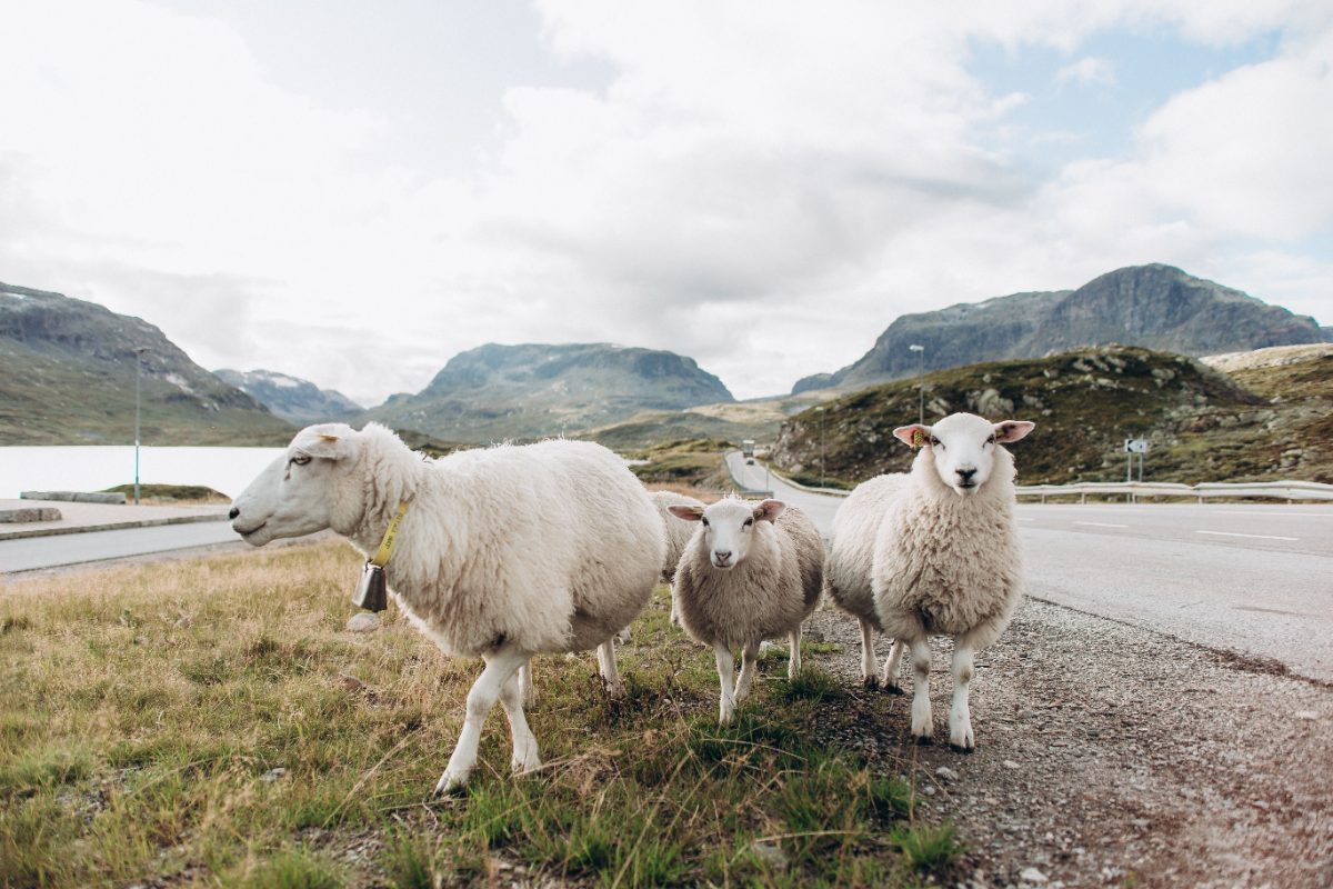 Why Sheep Farming Is Kenya's Strategic Opportunity for Food Security and Farmer Incomes
